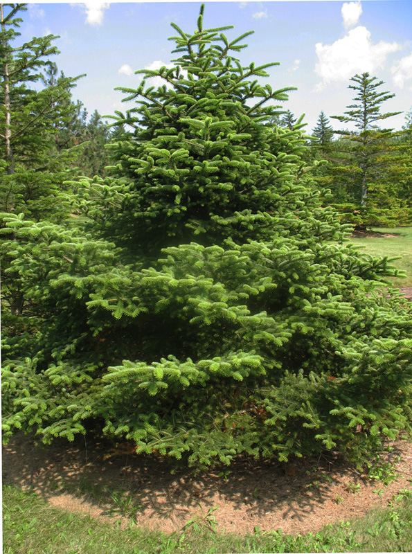 Online Plant Guide Abies nordmanniana / Nordmann Fir